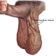 Illustration for article titled Obat Varikokel Alami